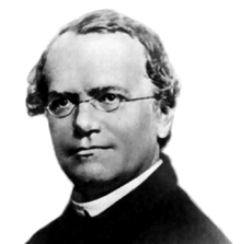 220px Gregor Mendel