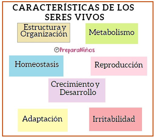 Caracteristicas de los seres vivos