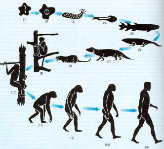 Darwin evolucion