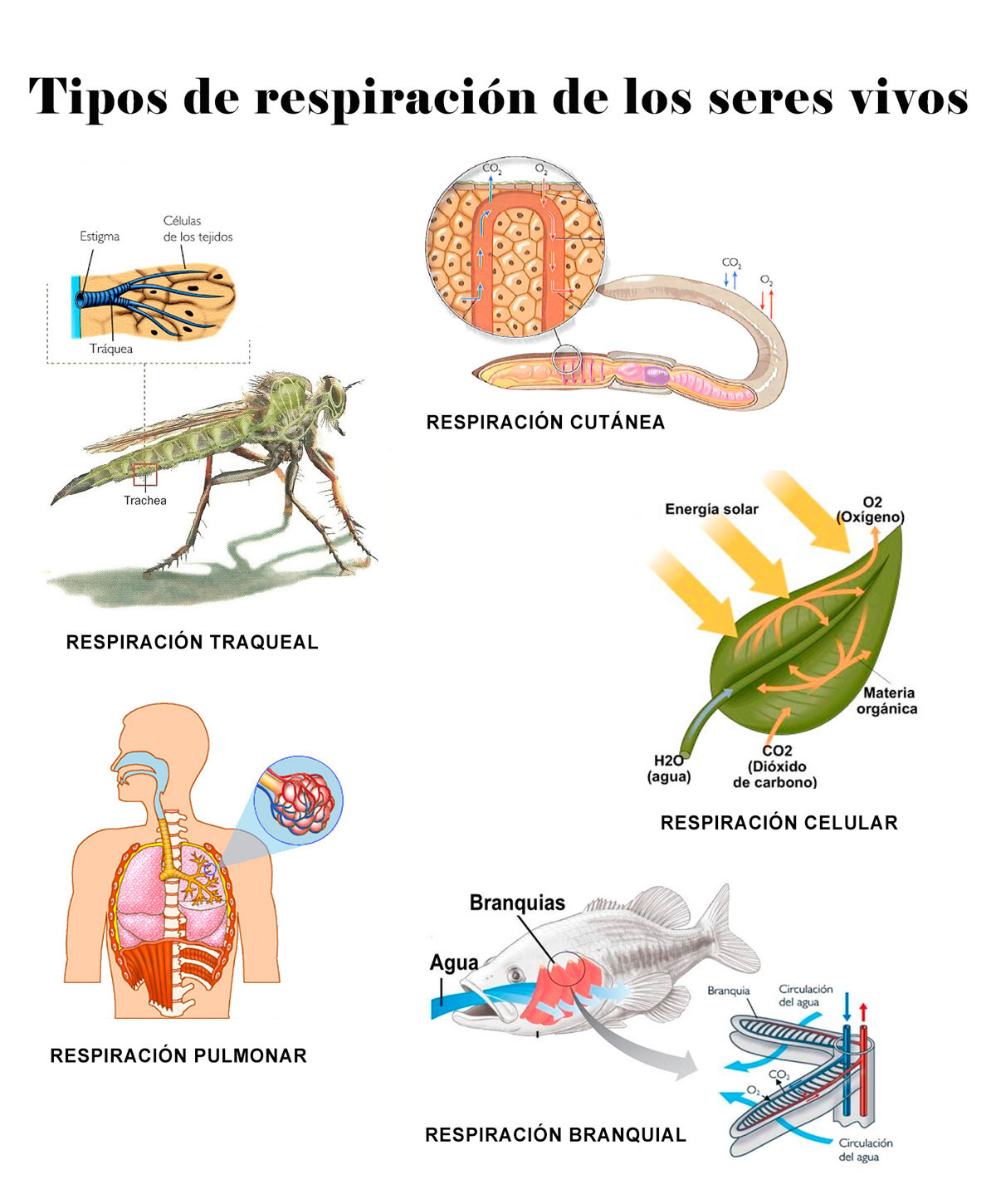 Tipos de respiracion de los seres vivos