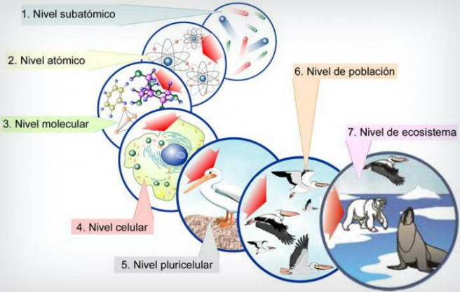 Niveles de Organización de la Materia