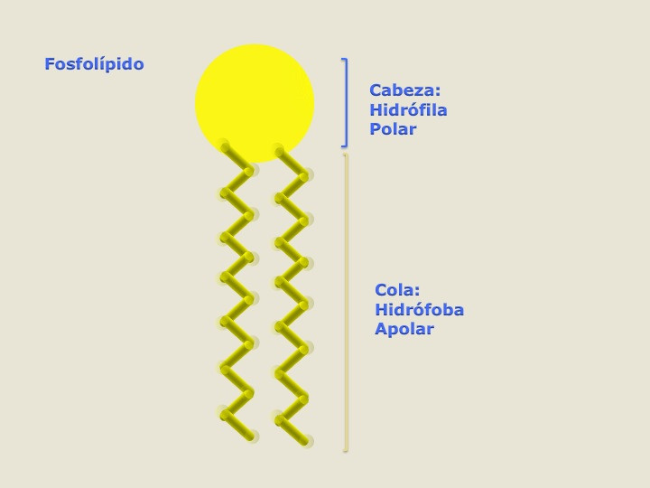 Diapositiva04