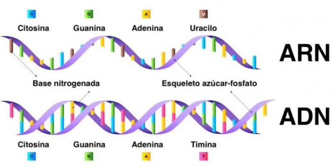 Acidos nucleicos adn arn moleculas polimeros e1561566762900